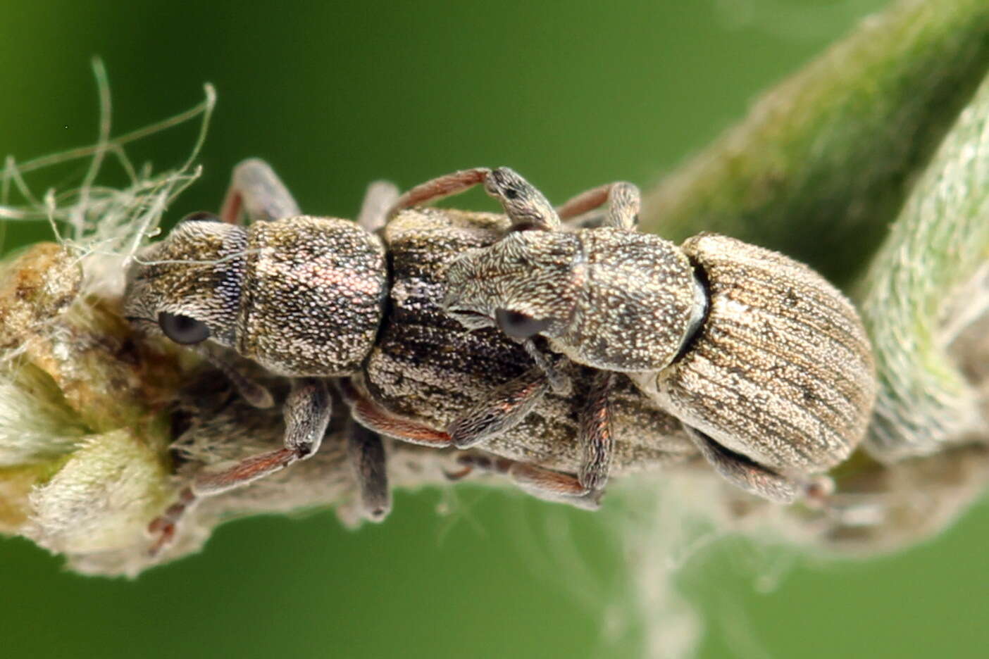 Sitona striatellus Gyllenhal 1834 resmi