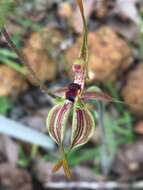 Caladenia plicata Fitzg.的圖片