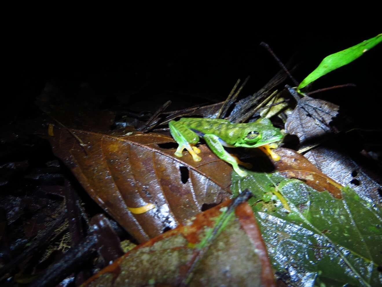 Image of Misfit Leaf Frog