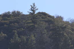 Image of bigcone Douglas-fir