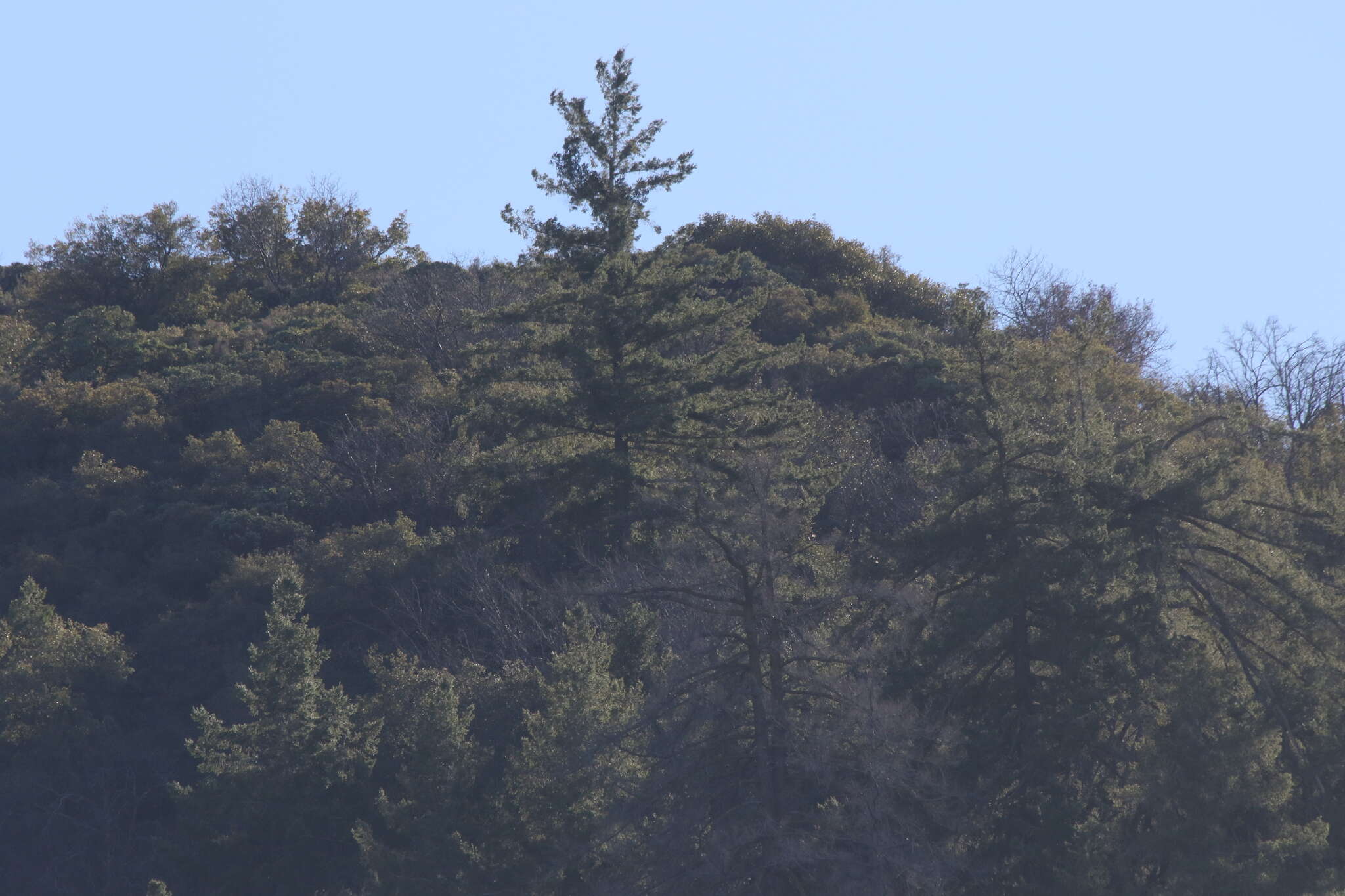 Image of bigcone Douglas-fir