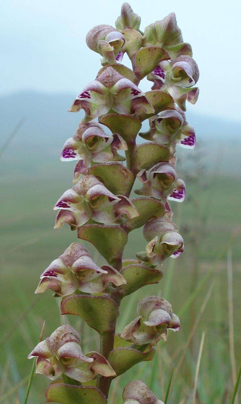 Image of Disperis renibractea Schltr.