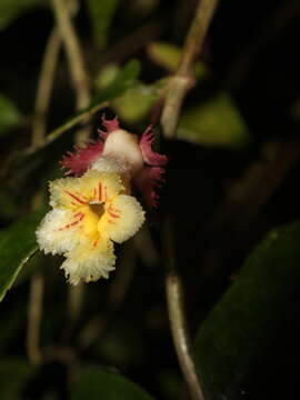 Image of Drymonia multiflora (Oerst. ex Hanst.) Wiehler