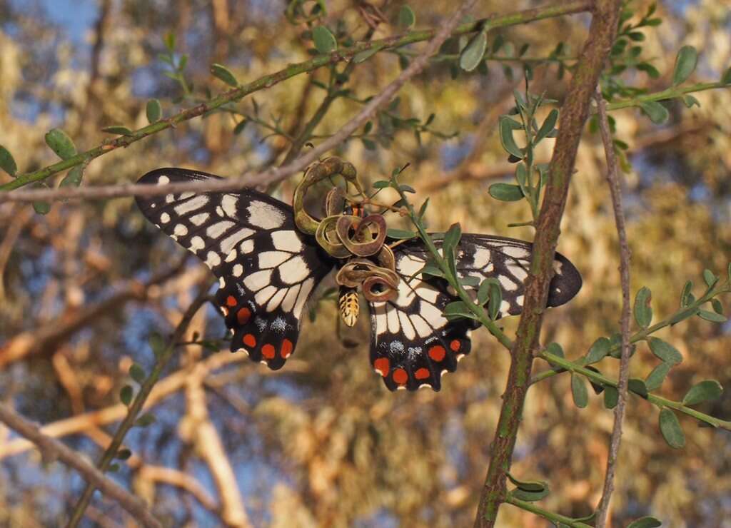 Слика од Papilio anactus Macleay 1826