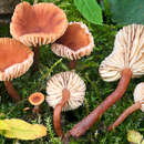 Image of Lactarius omphaliiformis Romagn. 1974