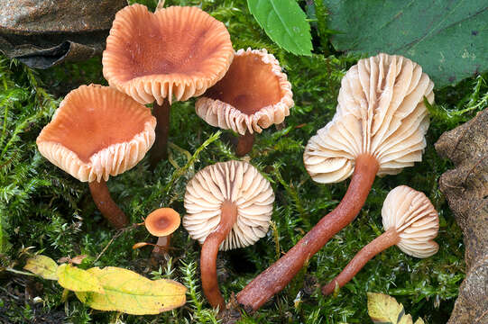 Image of Lactarius omphaliiformis Romagn. 1974