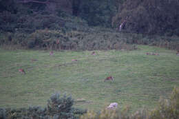 Image of sika deer