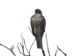 Imagem de Buteo albigula Philippi 1899