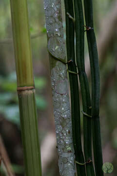 Image of Vanilla aphylla Blume