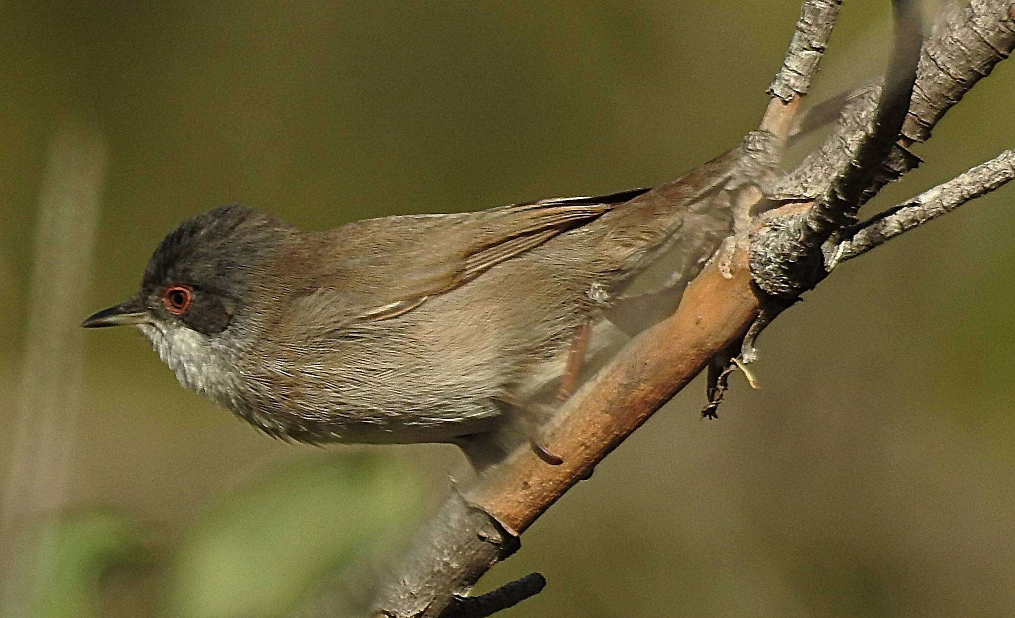 Image of Sardinian Warbler