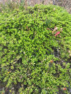 Image of Baccharis pilularis subsp. pilularis