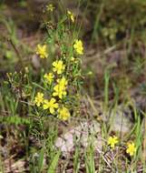 Image of Hibbertia racemosa (Endl.) Gilg