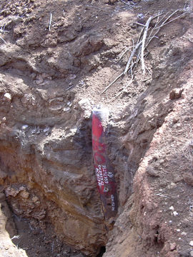 Image of white leadtree