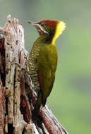 Image of Lesser Yellownape Woodpecker