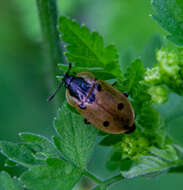 Image of Dendroxena quadrimaculata (Scopoli 1771)