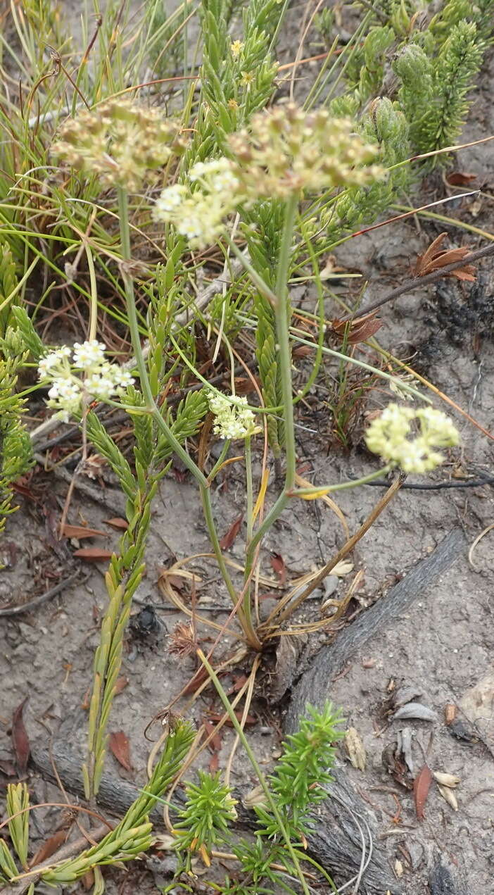 Itasina filifolia (Thunb.) Raf. resmi