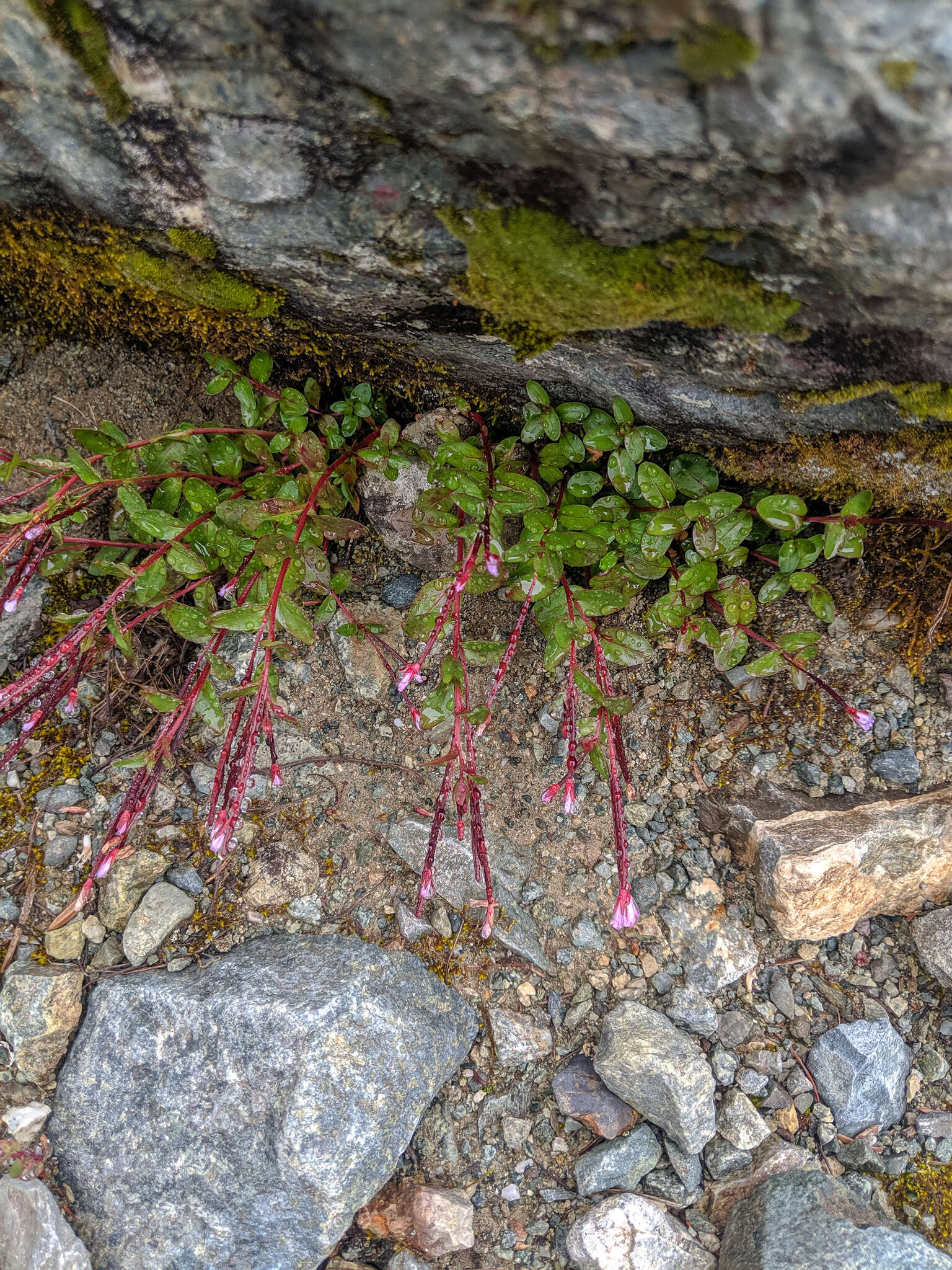 Image of pimpernel willowherb