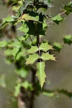 Image of Texas barberry