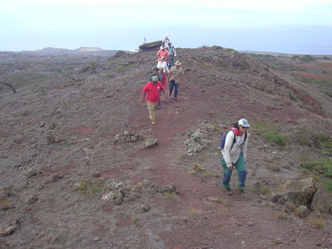 Image of white leadtree