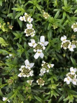 Plancia ëd Iberis sempervirens L.