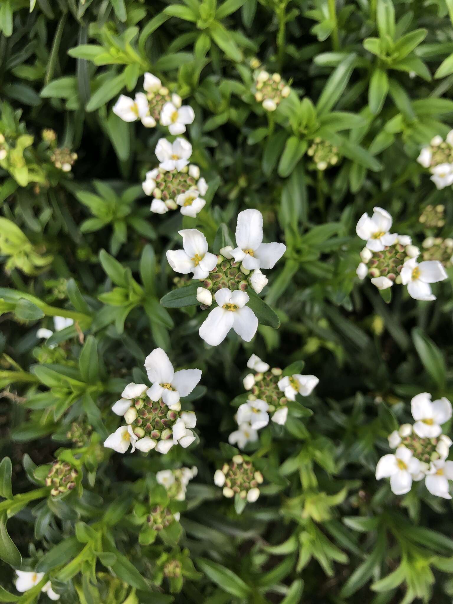 Image of evergreen candytuft