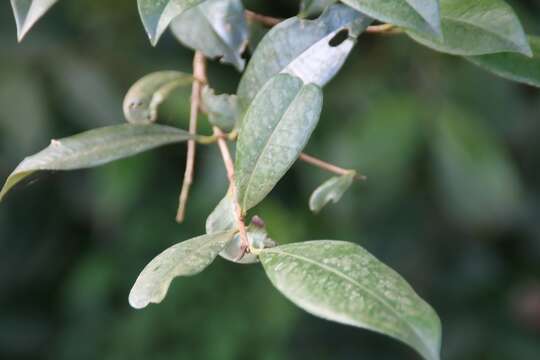 Image of Eugenia luschnathiana (O. Berg) Klotzsch ex B. D. Jacks.