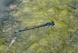 Image of Skimming Bluet