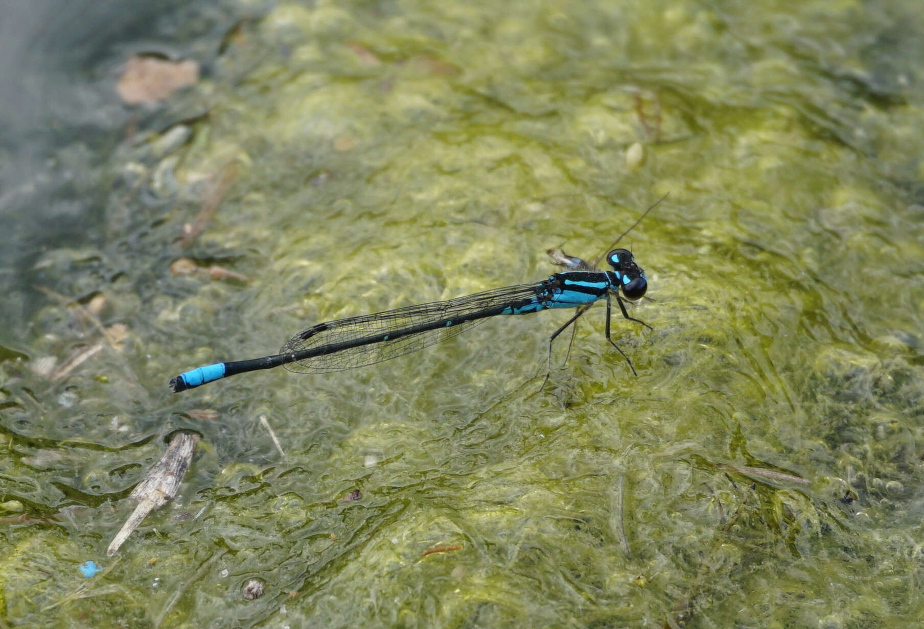 Image of Skimming Bluet