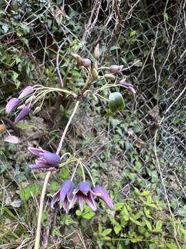 Image of Stauntonia purpurea Y. C. Liu & F. Y. Lu