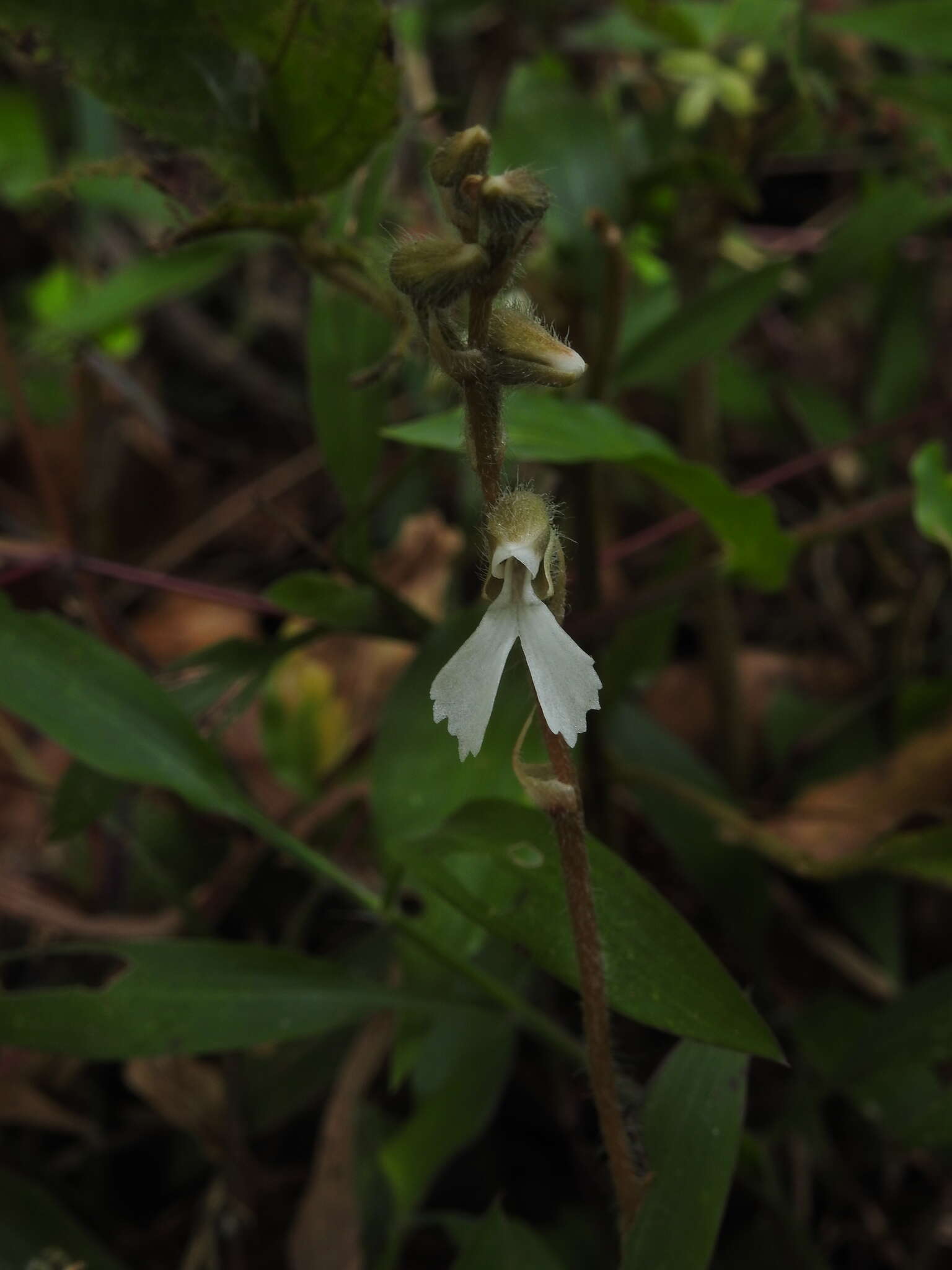 Image of Zeuxine longilabris (Lindl.) Trimen