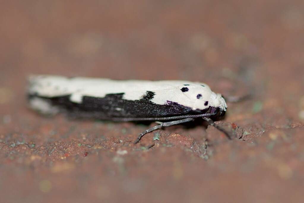 Image of Ethmia bipunctella Fabricius 1775