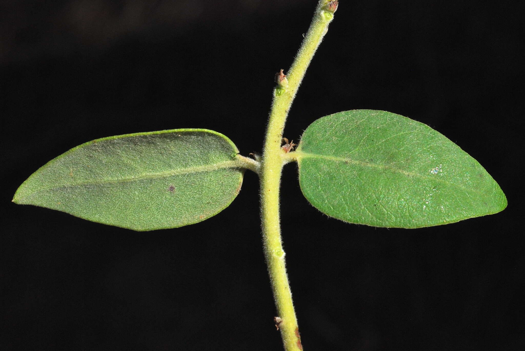 Image of woollyleaf manzanita