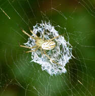 Image of Lined Orbweaver