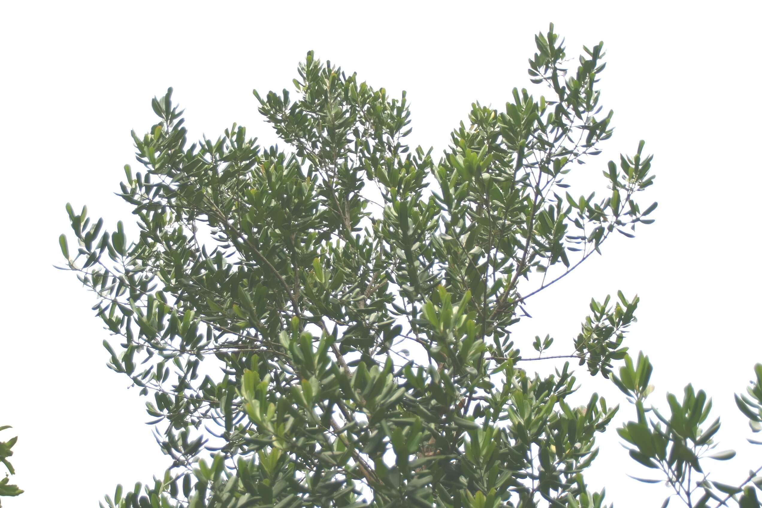 Image of bayrumtree