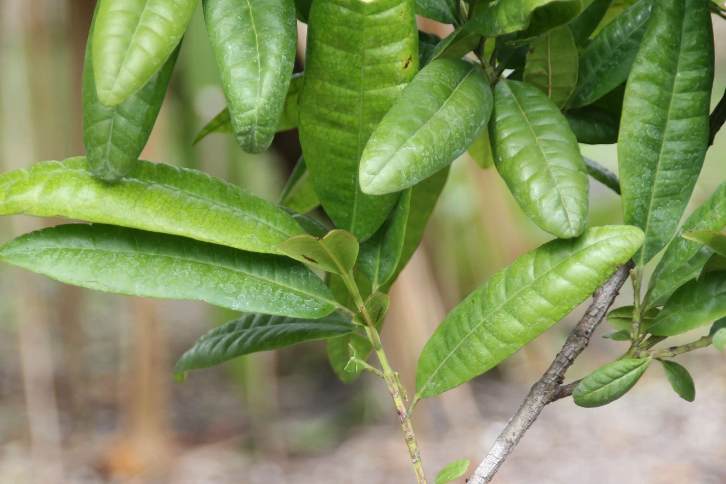 Image of Allspice