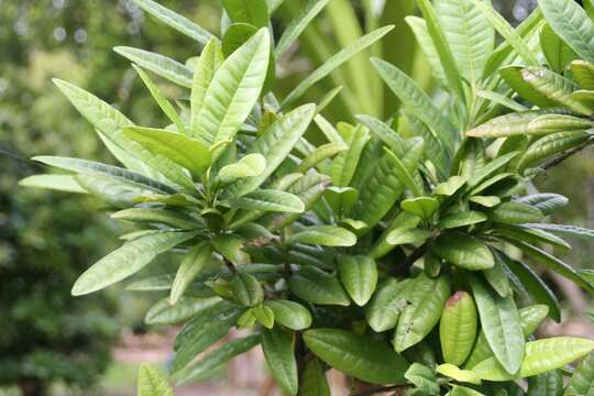 Image of Allspice