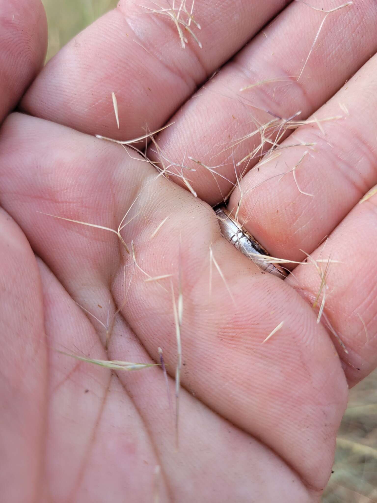 Image of Aristida ramosa R. Br.