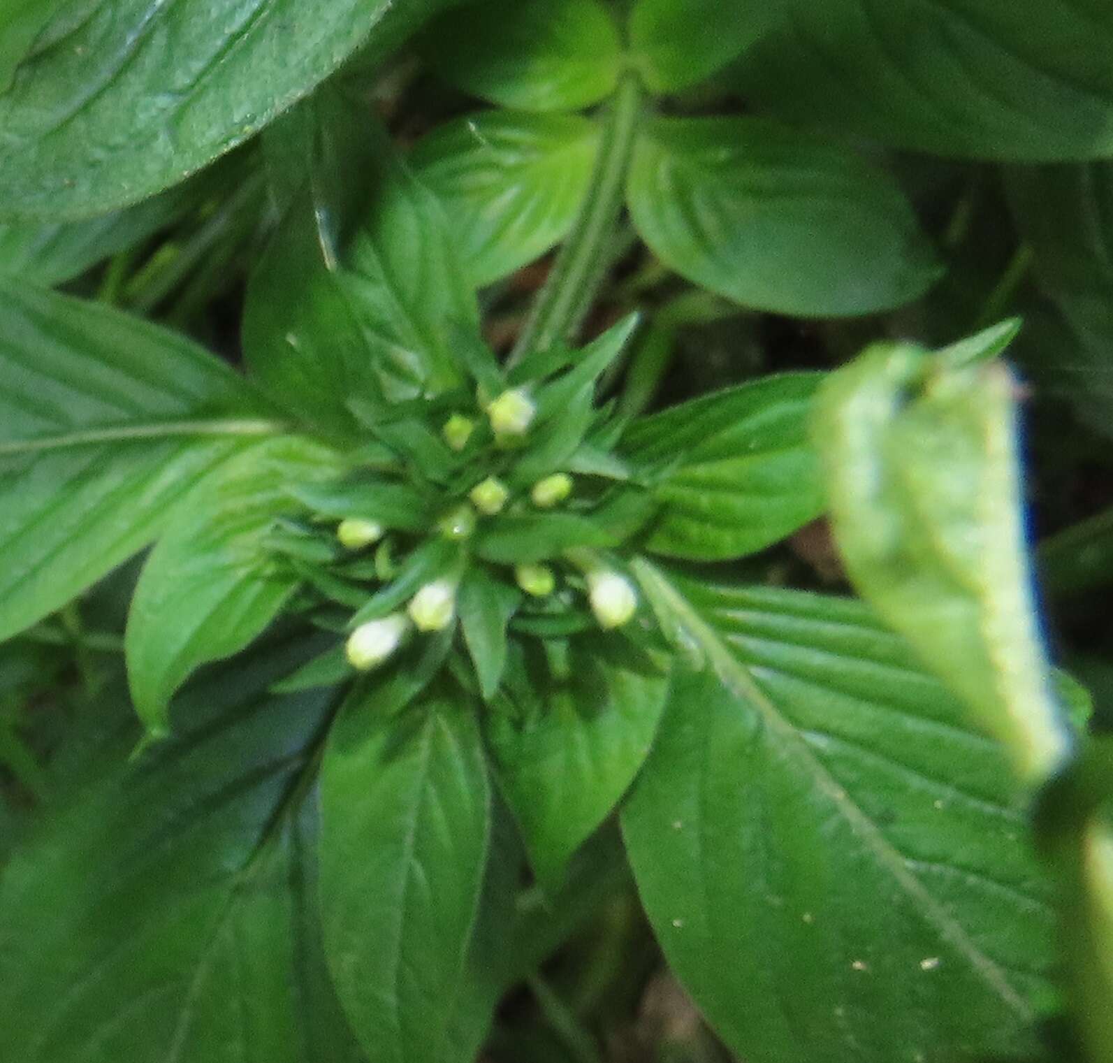 Image of Pentas micrantha Baker