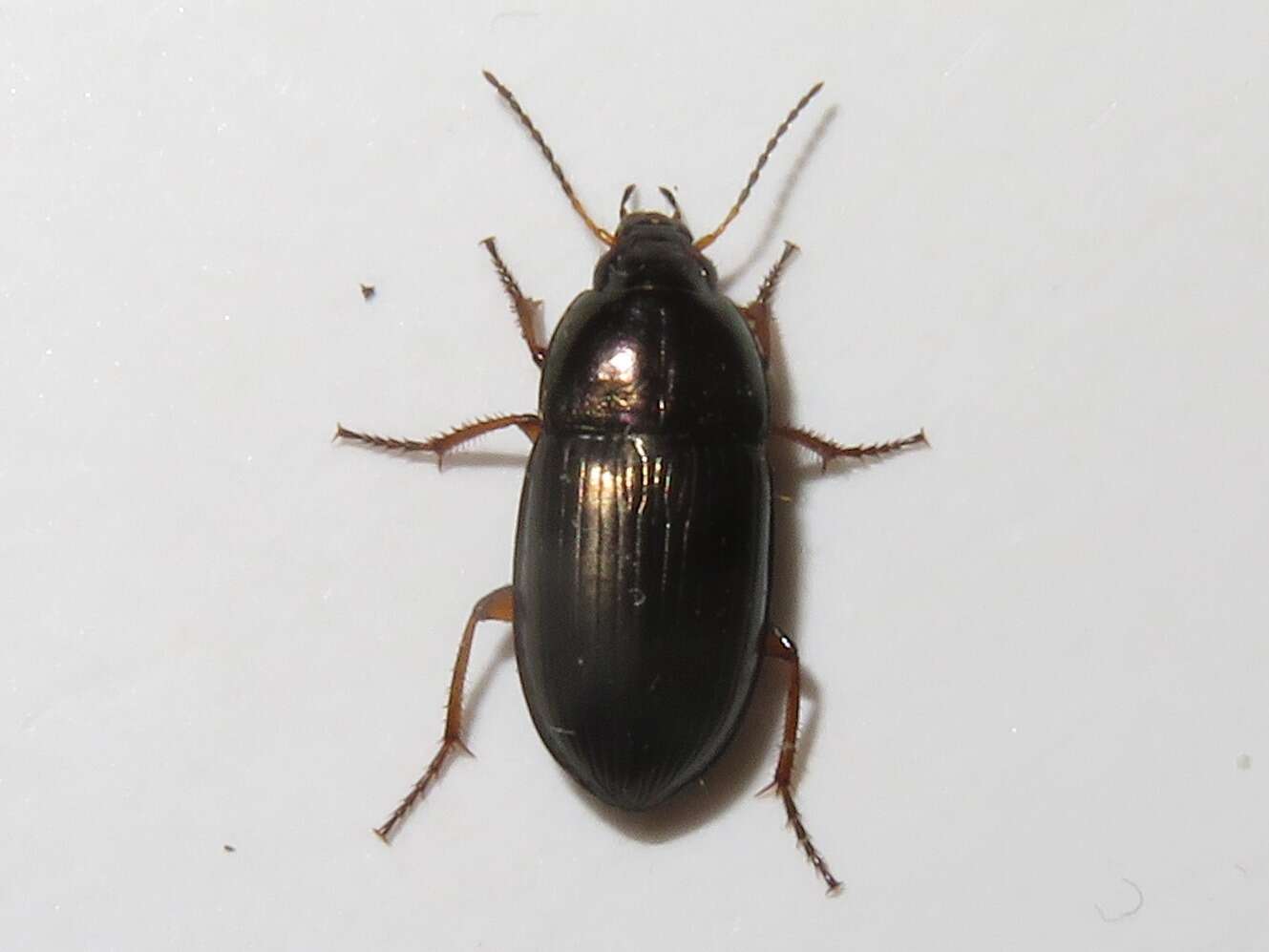 Image of Ground beetle