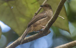 Image of Asian Red-eyed Bulbul