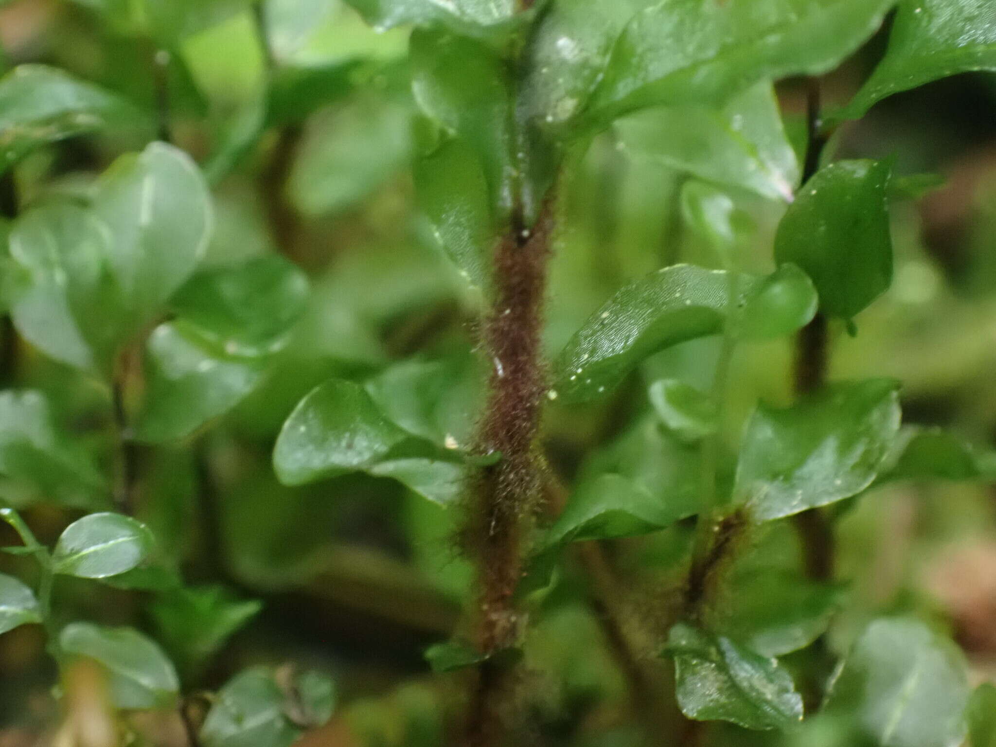 Image of grandleaf rhizomnium moss