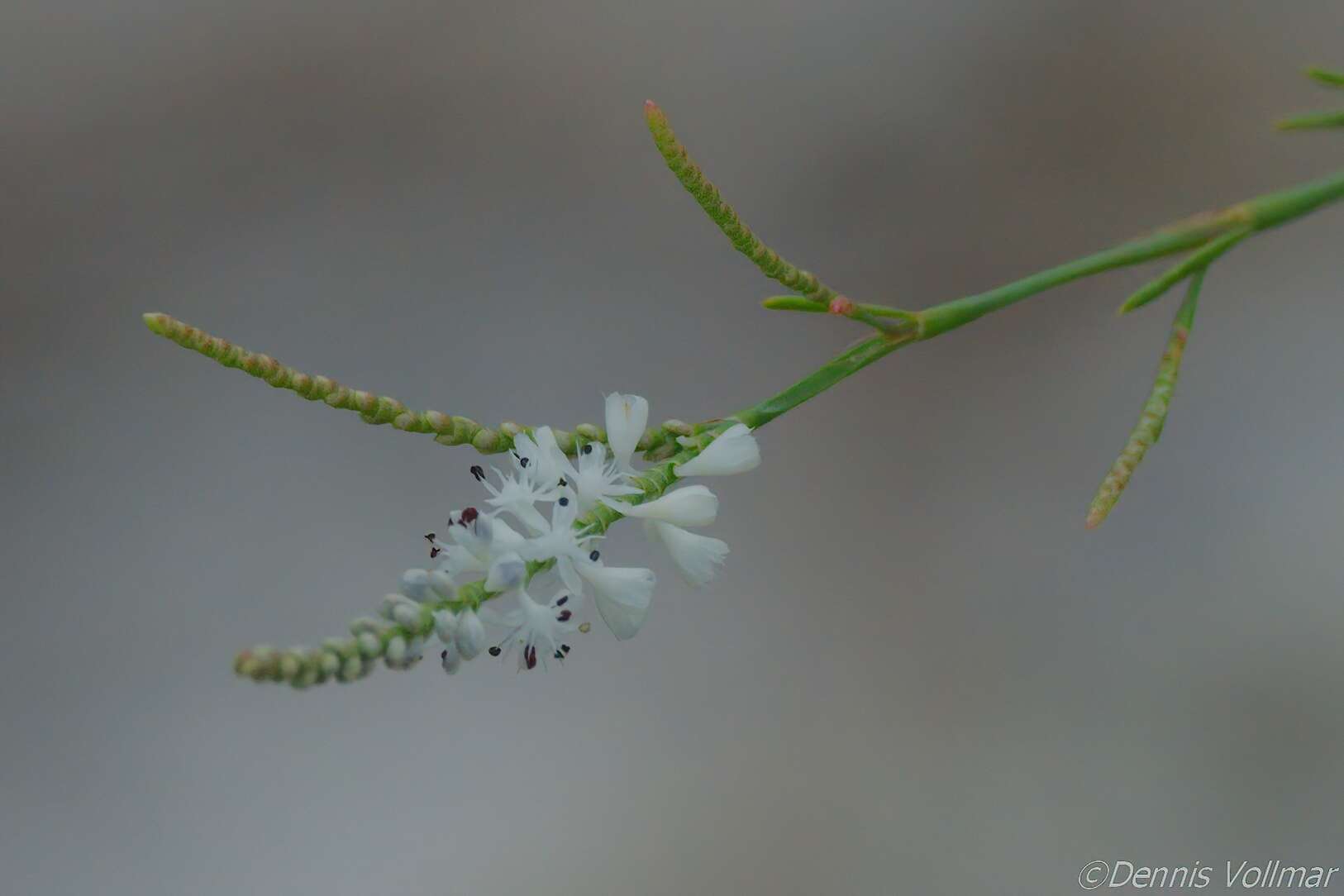 Image of hairy jointweed