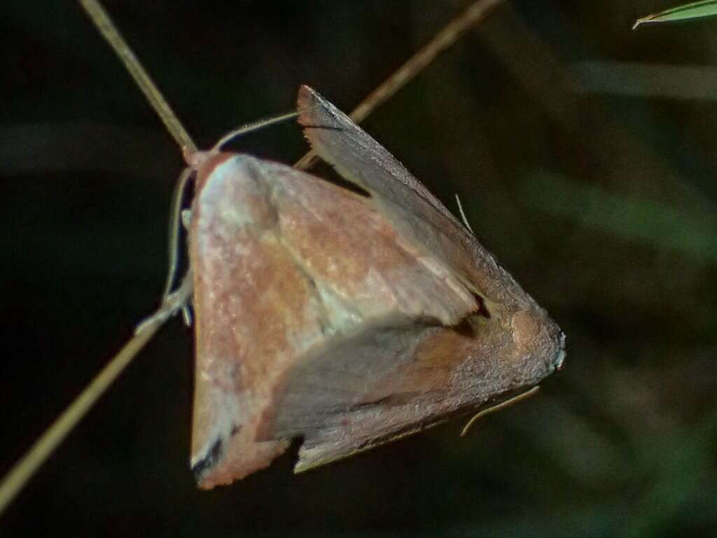 Image of Mataeomera ligata Lucas 1895