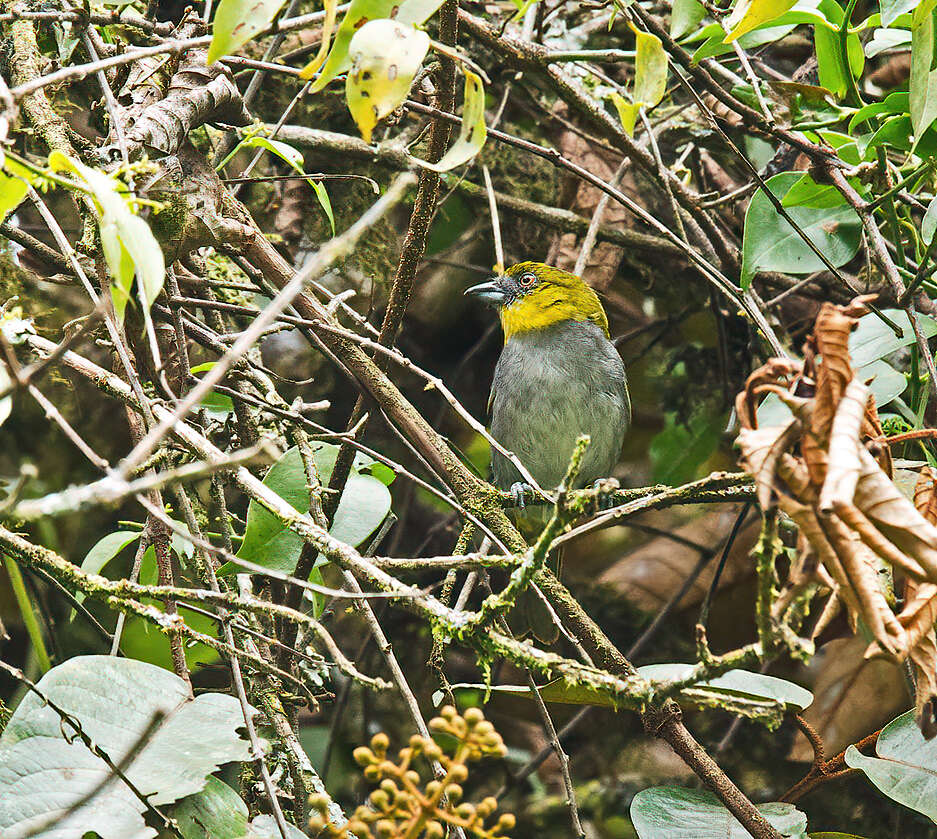 Image of Yellow-throated Bush Tanager