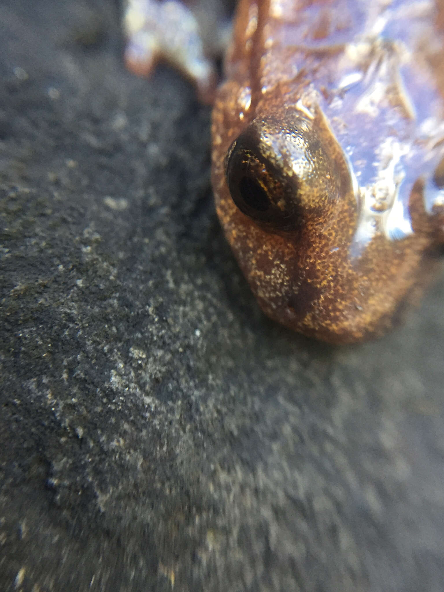 Image of Samwel Shasta Salamander