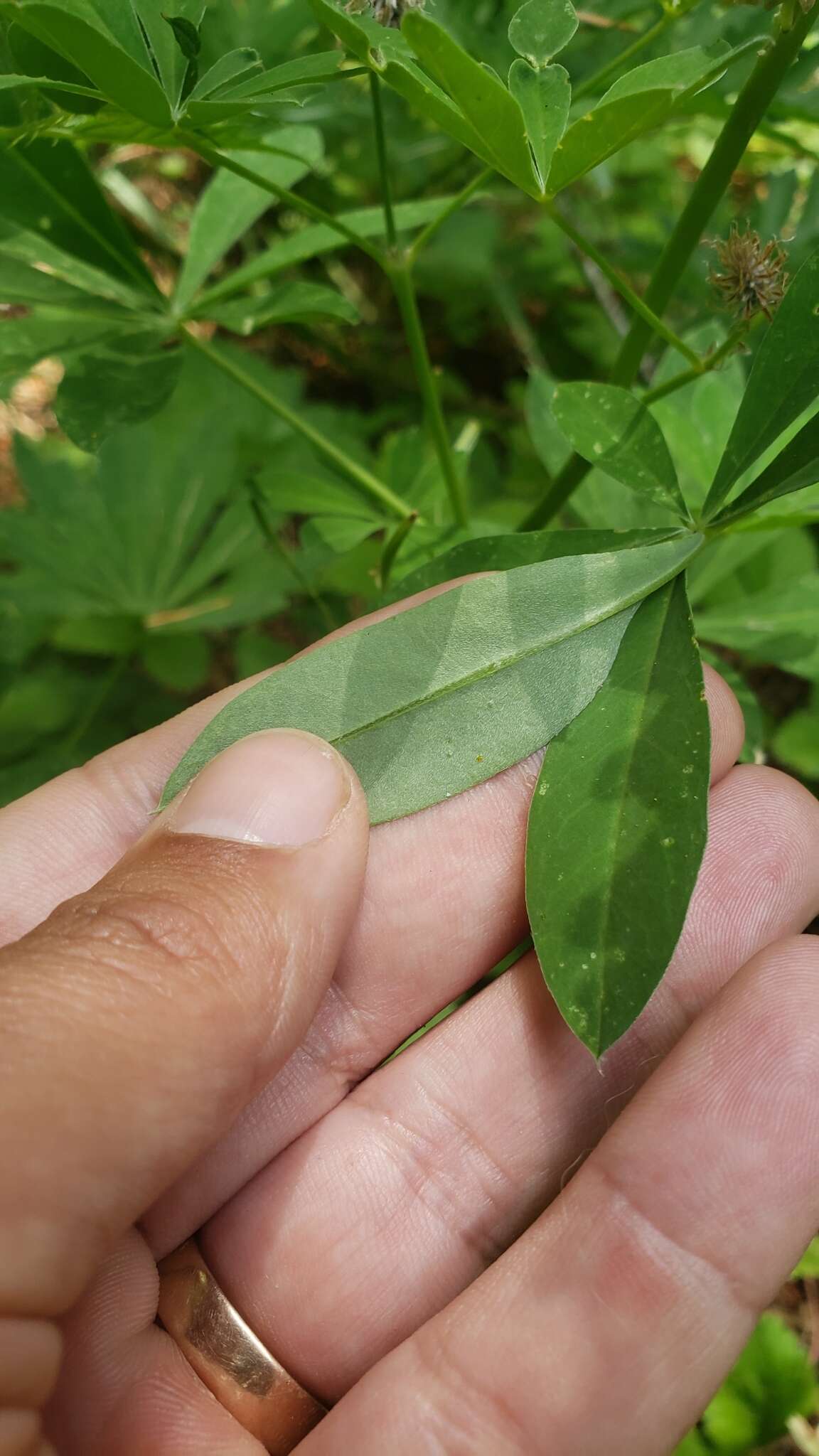 Image of largeleaf lupine