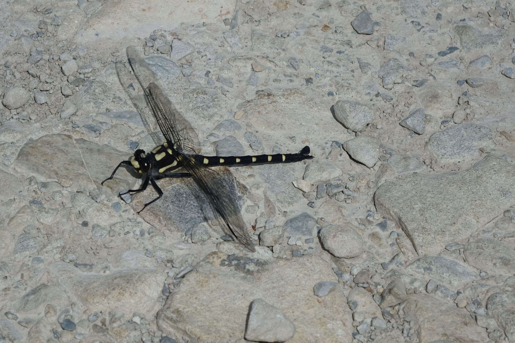 Image of Mountain Giant Dragonfly