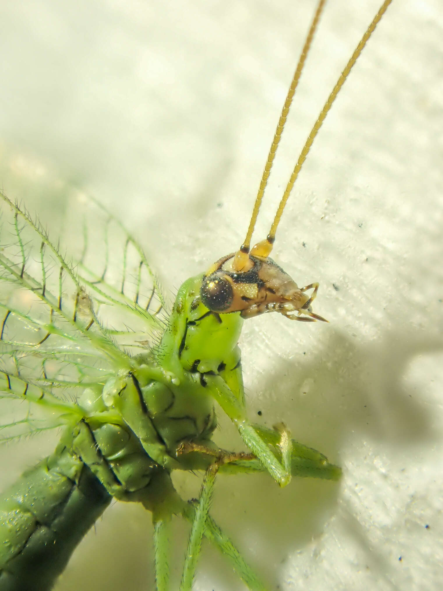 Слика од Chrysopa pleuralis Banks 1911