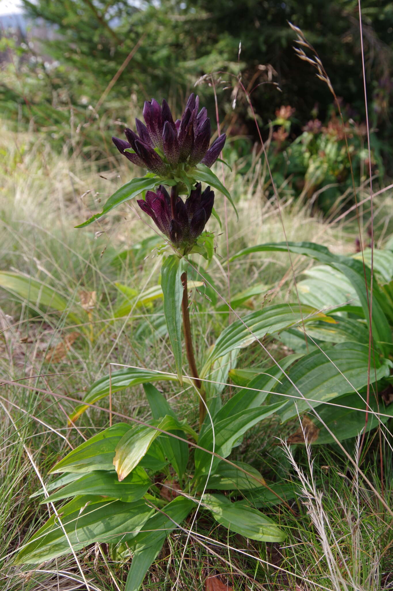 Image de Gentiana pannonica Scop.