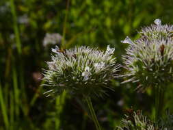 Pycnanthemum flexuosum (Walter) Britton, Sterns & Poggenb. resmi